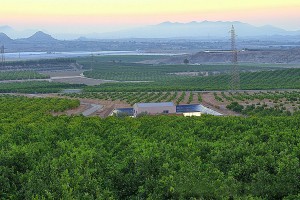 Huertos de naranjos / Orchards of oranges